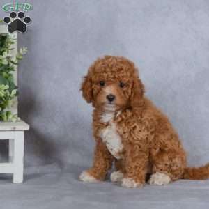 Autumn, Miniature Poodle Puppy